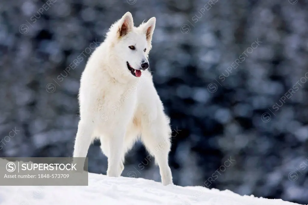 White Shepherd dog standing in the snow, North Tyrol, Austria, Europe