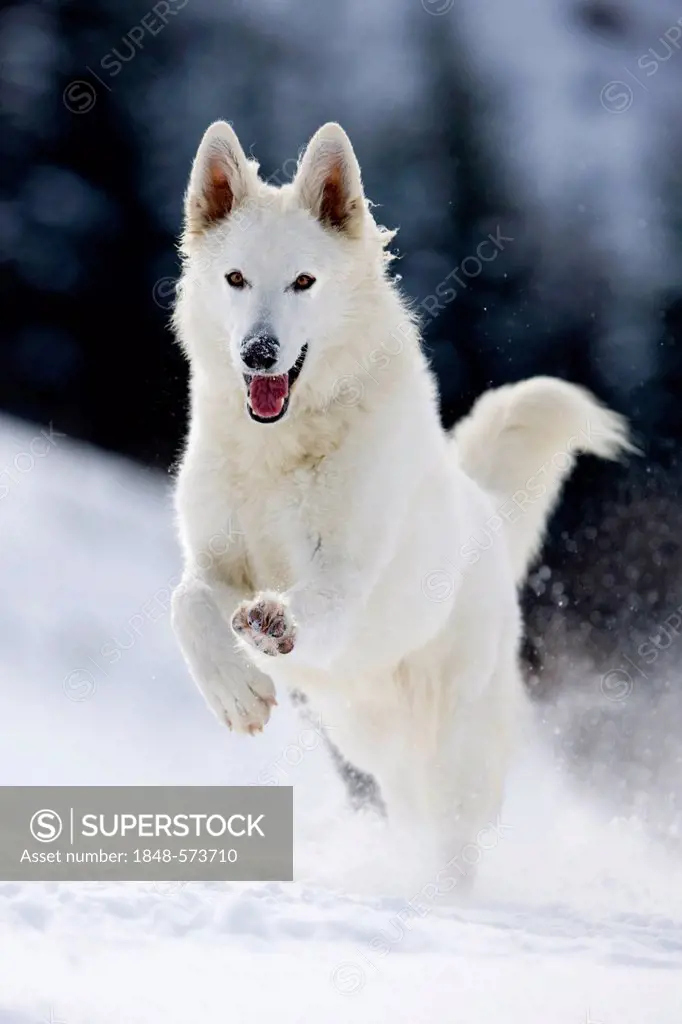 White Shepherd dog running on snow, North Tyrol, Austria, Europe