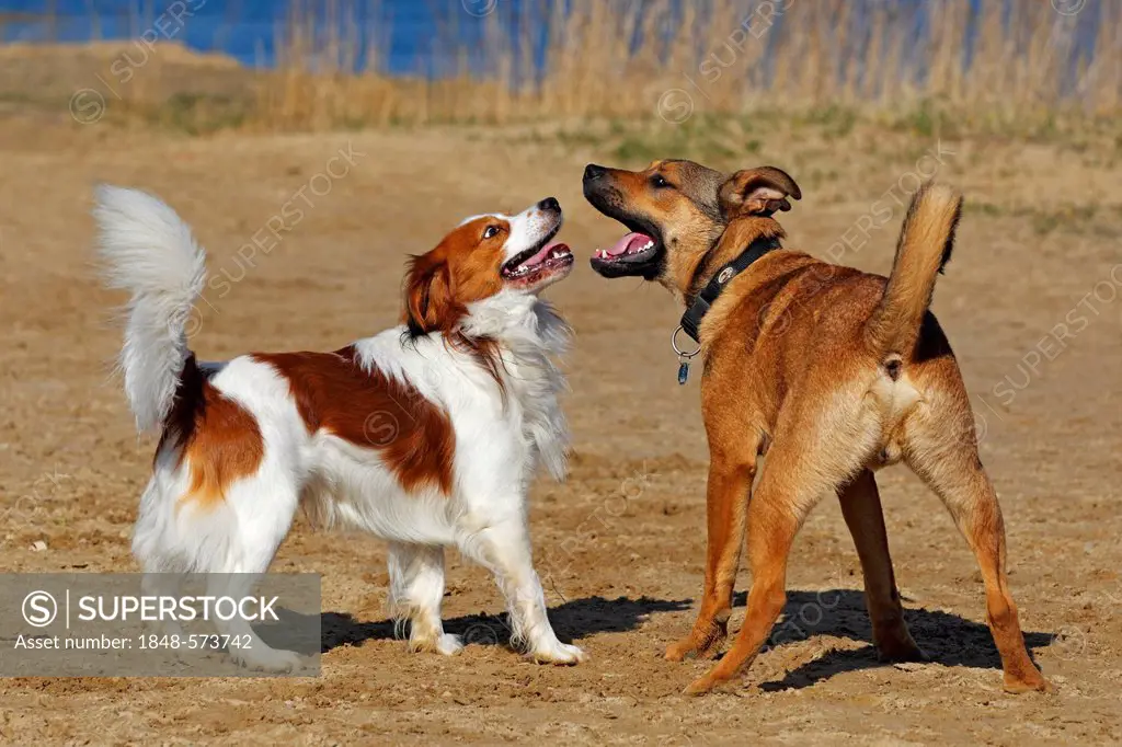 Kooikerhondje or Kooiker Hound (Canis lupus familiaris), young male dog playing with another dog