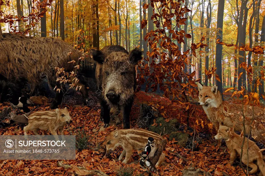 Reconstructed scene of an autumnal beech forest with stuffed animals, Wild Boar (Sus scrofa) with piglets, Fox (Vulpes vulpes) and cub, two Great Spot...