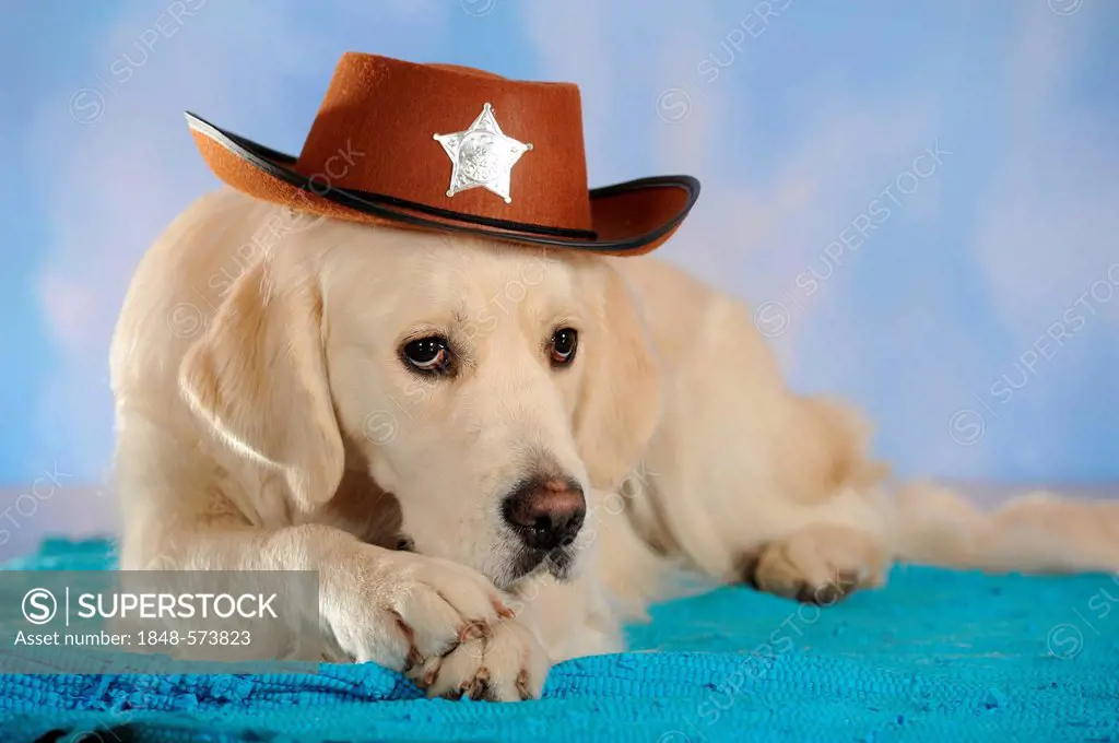 Golden Retriever wearing a cowboy hat