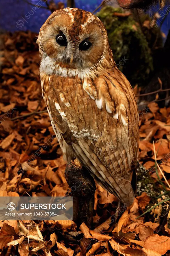 Artificial beech forest with a stuffed animal, tawny owl (Strix aluco), 2012 special exhibition at the industrial museum, Sichartstrasse street 5-25, ...