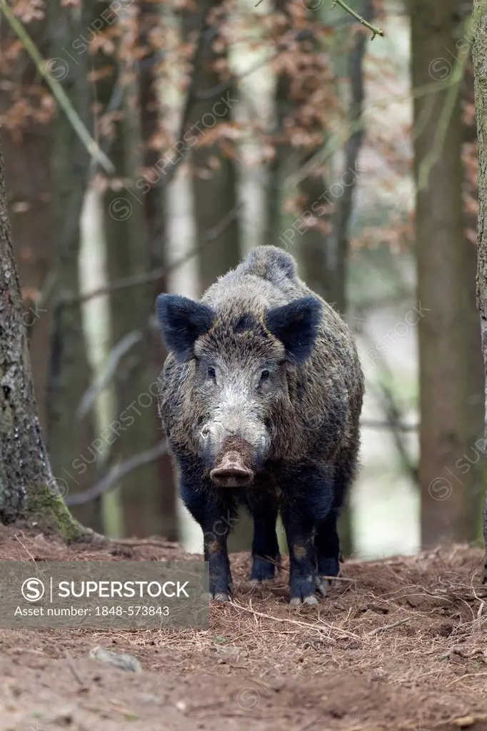 Wild Boar (Sus scrofa), tusker, wildlife park, volcanic Eifel region, Rhineland-Palatinate, Germany, Europe