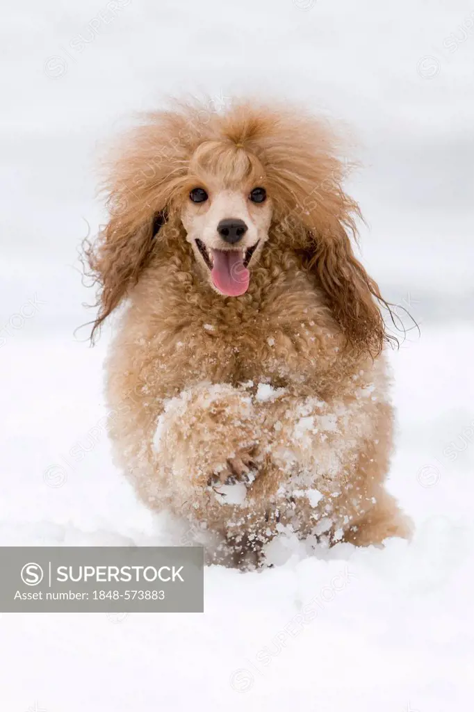 Toy Poodle running in the snow, North Tyrol, Austria, Europe
