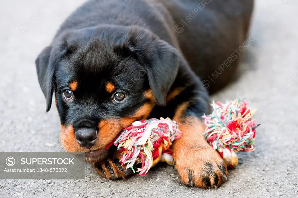 Rottweiler puppy chewing on a toy, North Tyrol, Austria, Europe