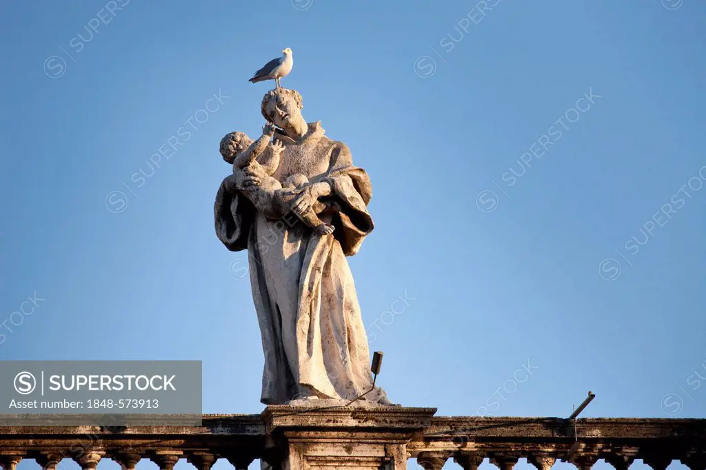 One of the 144 saint statues on the colonnades of St. Peter's Square, with a seagull on his head, Rome, Italy, Europe