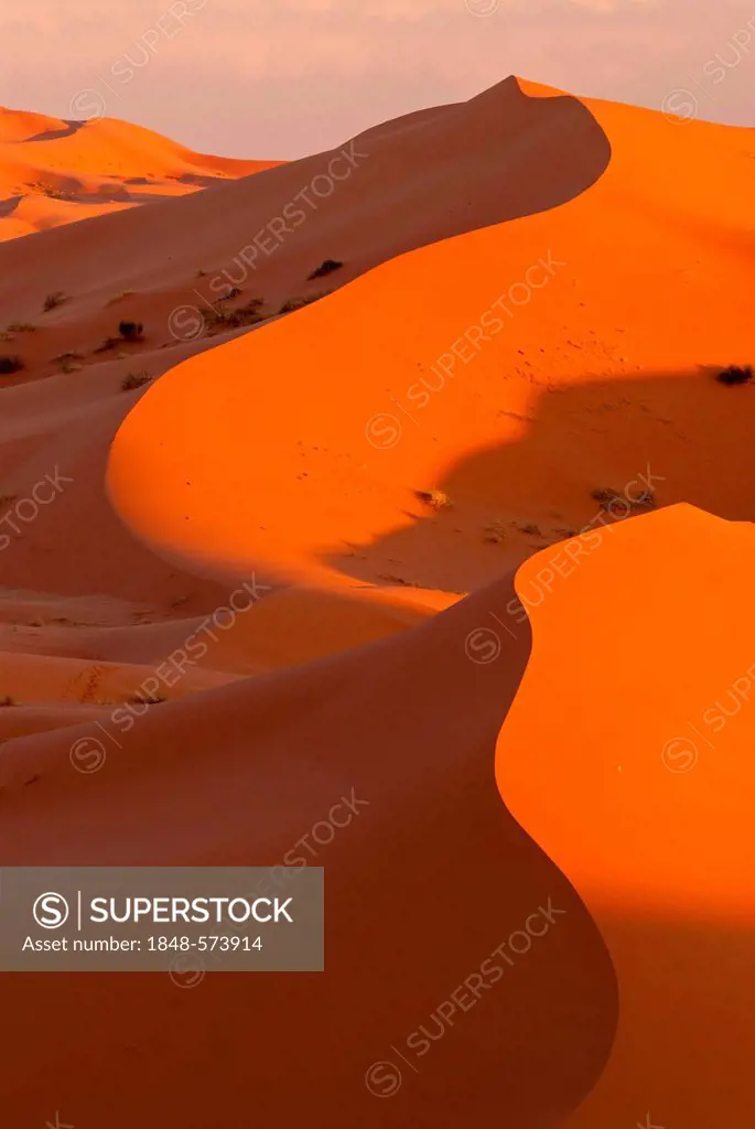 The sand dunes of Erg Chebbi in evening light, at the western edge of the Sahara desert, Meknès-Tafilalet, Morocco, Africa