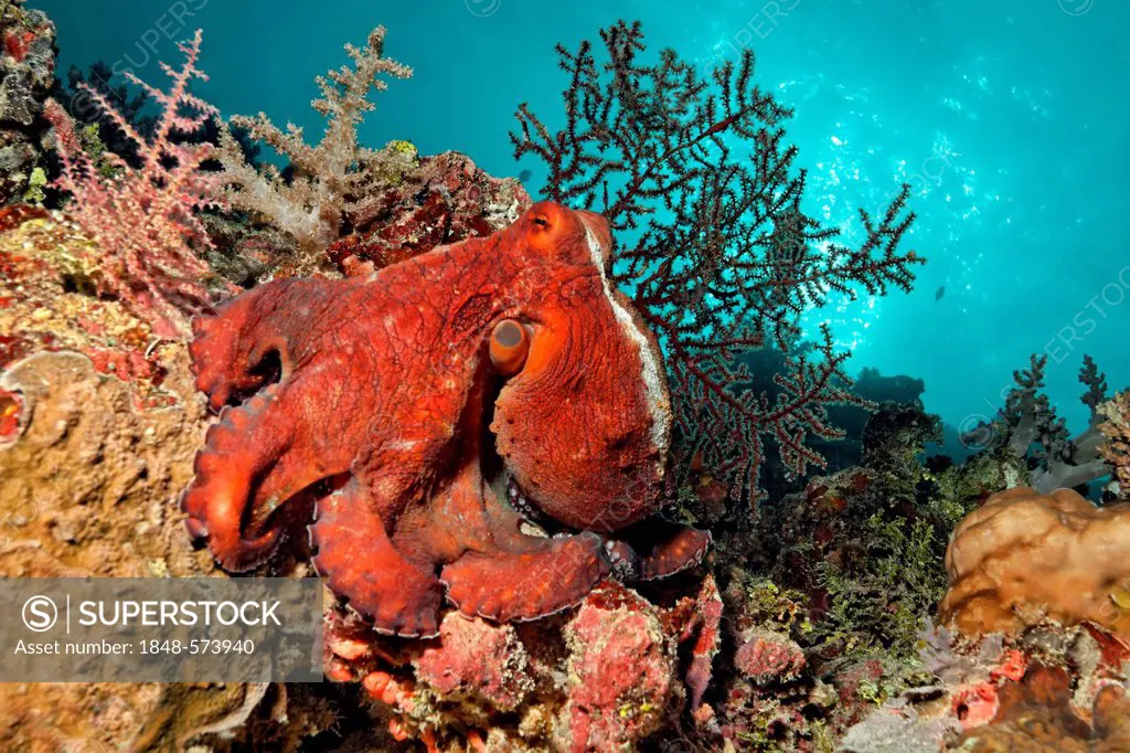 Octopus (Octopus vulgaris), red, sitting on coral reef, Great Barrier Reef, UNESCO World Heritage Site, Cairns, Queensland, Australia, Pacific