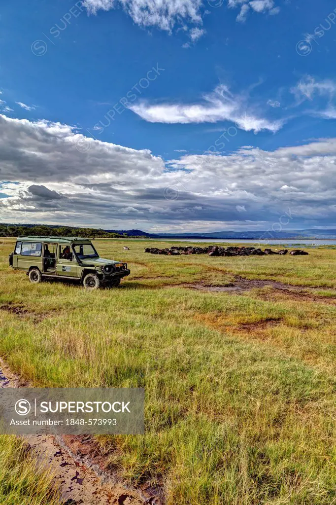 SUV in front of a large group of African Buffaloes (Syncerus caffer) at Lake Nakuru, Lake Nakuru National Park, Kenya, East Africa, Africa, PublicGrou...