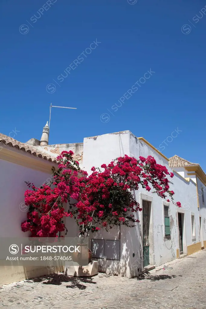 White house with a bougainvillea in the old city of Faro, Algarve, Portugal, Europe