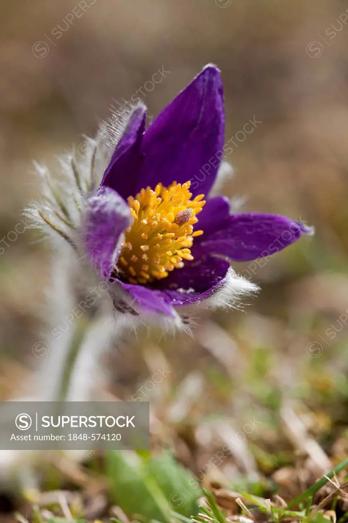 Pasque Flower (Pulsatilla vulgaris), Volcanic Eifel district, Rhineland-Palatinate, Germany, Europe