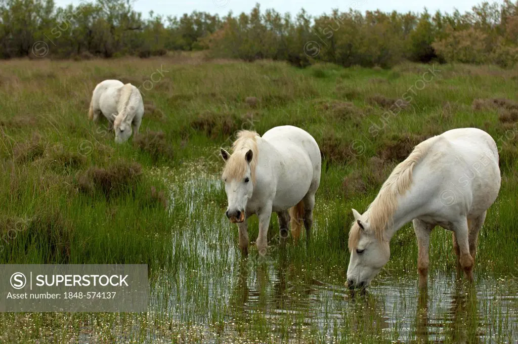 A herd of semi-wild Camargue horses grazing in a wetland area, Camargue, France, Europe