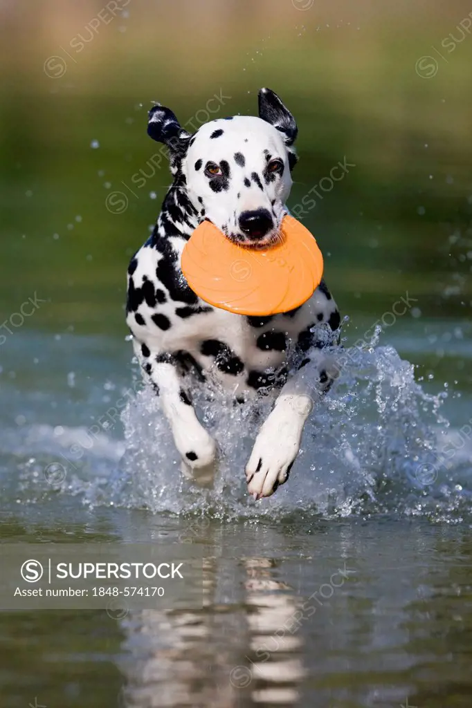 Dalmatian with a frisbee in its mouth running through the water, North Tyrol, Austria, Europe