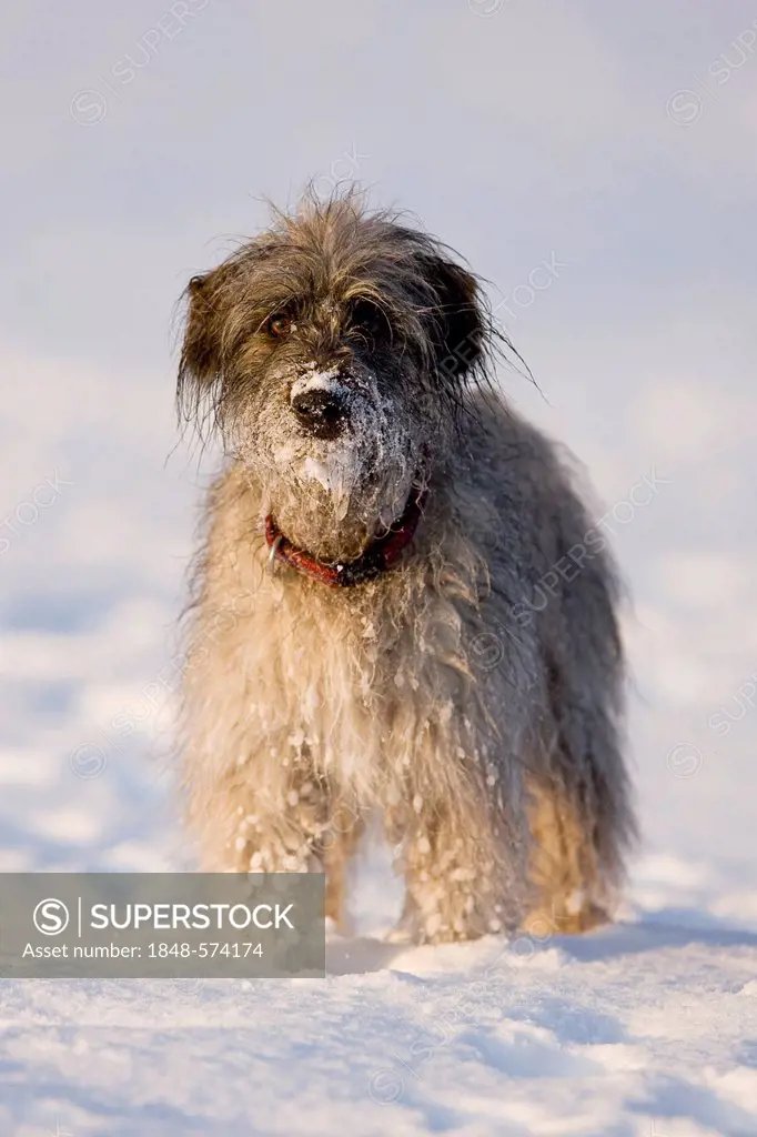 Pyrenean Shepherd dog, Berger des Pyrenees, standing on snow, North Tyrol, Austria, Europe