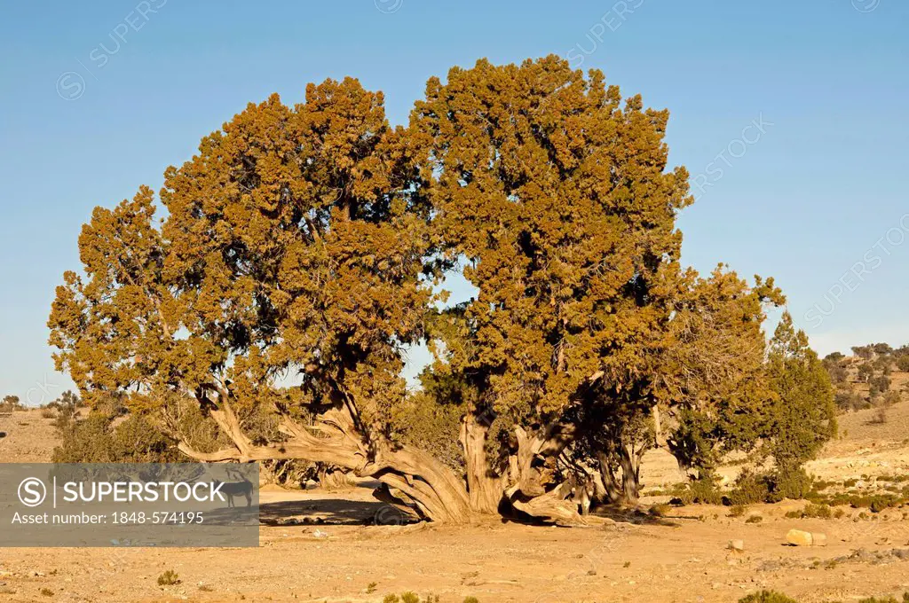 Persian Juniper (Juniperus excelsa subsp. Polycarpos), Jebel Akhdar Mountains, Sultanate of Oman, Middle East, Asia