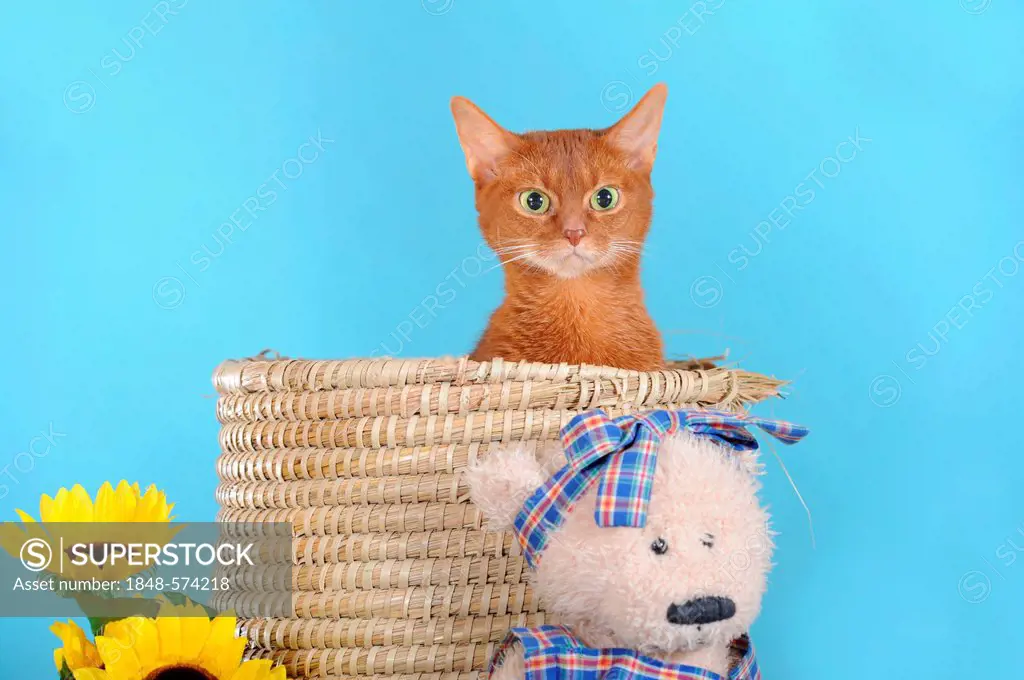 Abyssinian cat in a basket with a teddy bear beside it