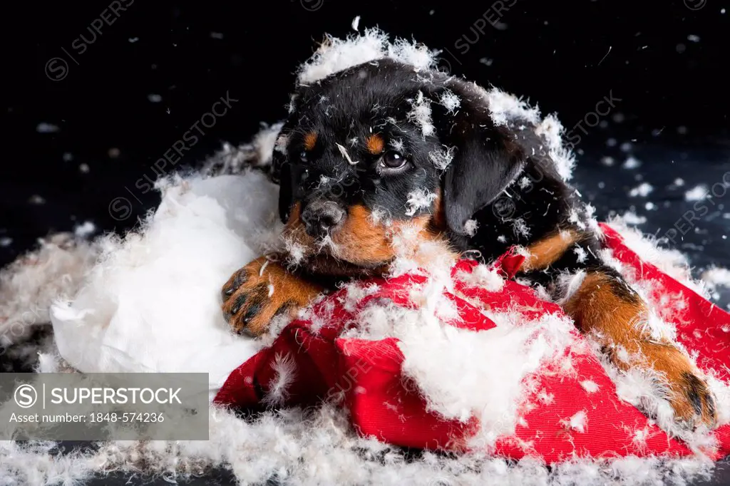 Rottweiler puppy lying on a torn pillow and stuffing, North Tyrol, Austria, Europe