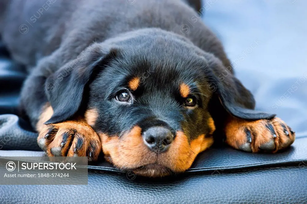 Rottweiler puppy dog lying in a dog bed, North Tyrol, Austria, Europe