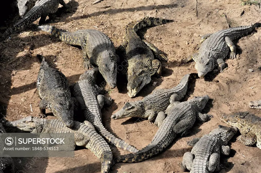Cuban Crocodiles (Crocodylus rhombifer), on display at Criadero de Cocodrilos crocodile farm, Parque Natural Ciénaga de Zapata, Zapata Peninsula, Cuba...