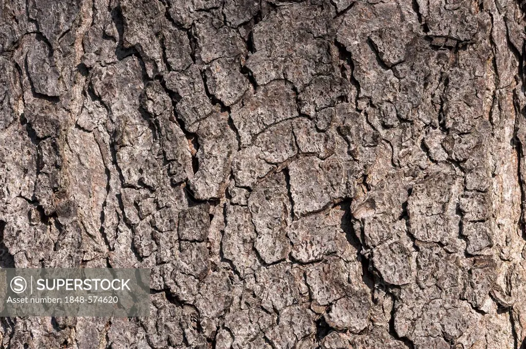 Bark of a Common Horse Chestnut (Aesculus hippocastanum), detail, Moenchbruch Nature Reserve, near Frankfurt, Hesse, Germany, Europe