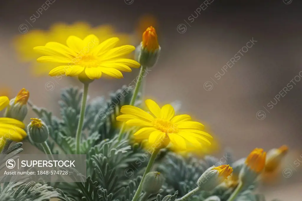 Yellow Bush Daisy (Euryops pectinatus), double exposure, South Africa