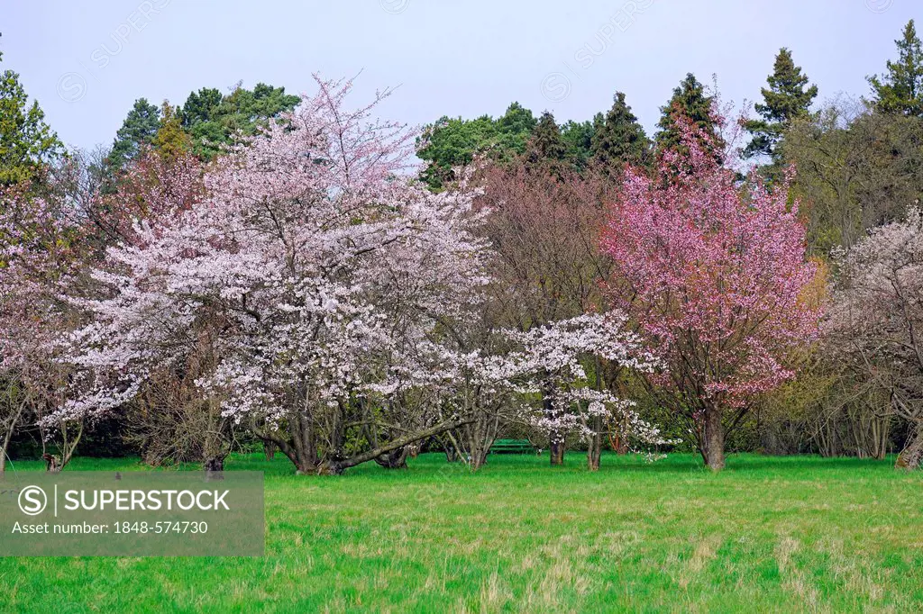 Various Cherry (Prunus sargentii) trees in full bloom, Berlin, Germany, Europe