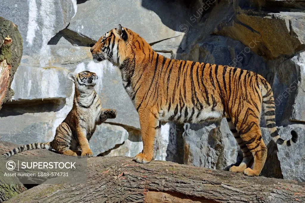 Indochinese Tiger or Corbett's Tiger (Panthera tigris corbetti), tigress and cub, Berlin Zoo, Germany, Europe