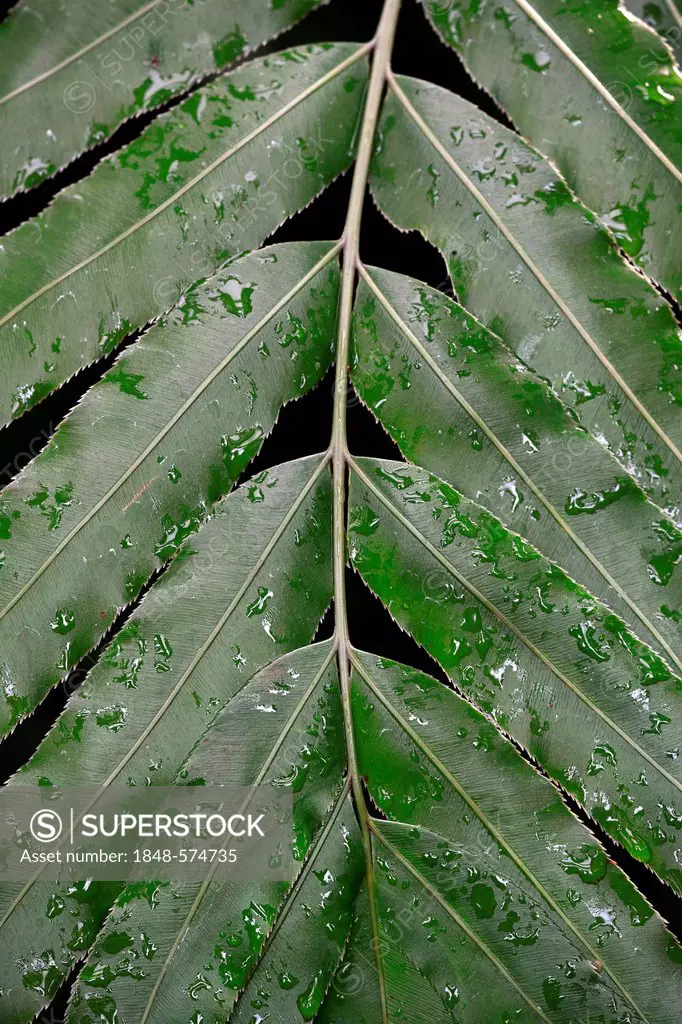 Leaf with dew drops, Giant Vine Fern or Sago Palm (Stenochlaena tenuifolia), South Africa
