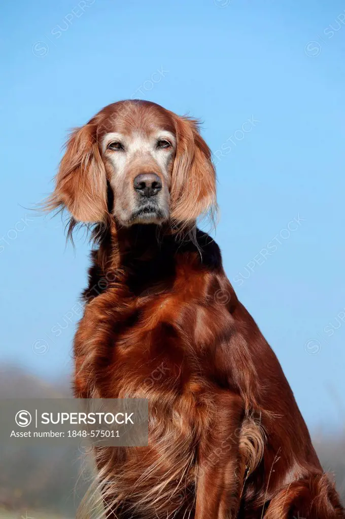 Irish Setter, sitting