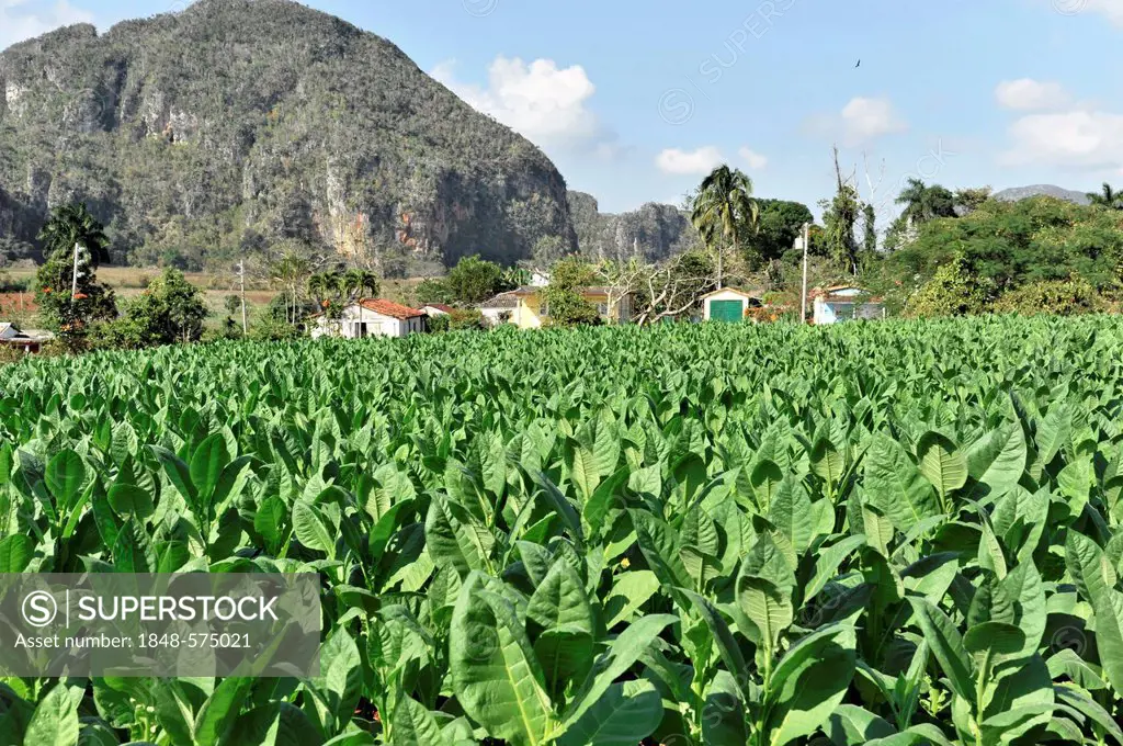 Tobacco plantation, tobacco leaves, Tobacco (Nicotiana), tobacco cultivation in the Valle de Vinales National Park, Vinales, Pinar del Rio province, C...