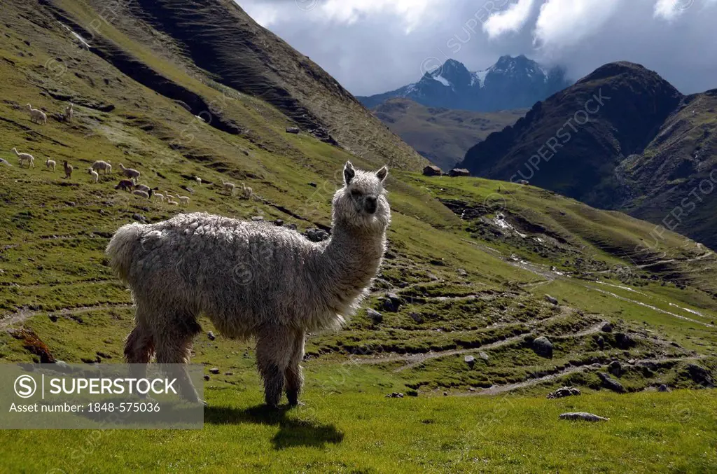 Llama (Llama glama) in front of mountain scenery in the high Andes mountains, Lares Trek, near Cusco, Peru, South America