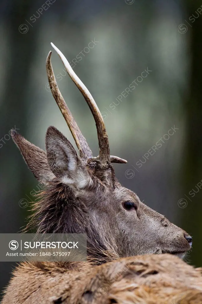 Red Deer (Cervus elaphus), portrait, Wildpark Vulkaneifel deer park, Rhineland-Palatinate, Germany, Europe