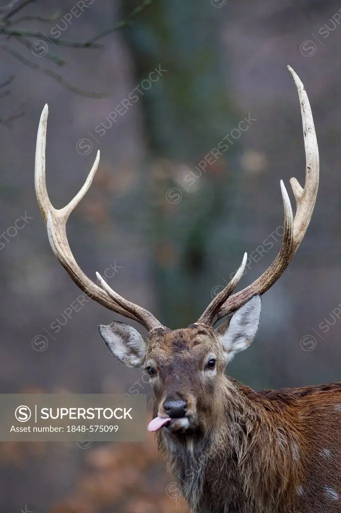 Sika Deer (Cervus nippon), portrait, Wildpark Vulkaneifel deer park, Rhineland-Palatinate, Germany, Europe