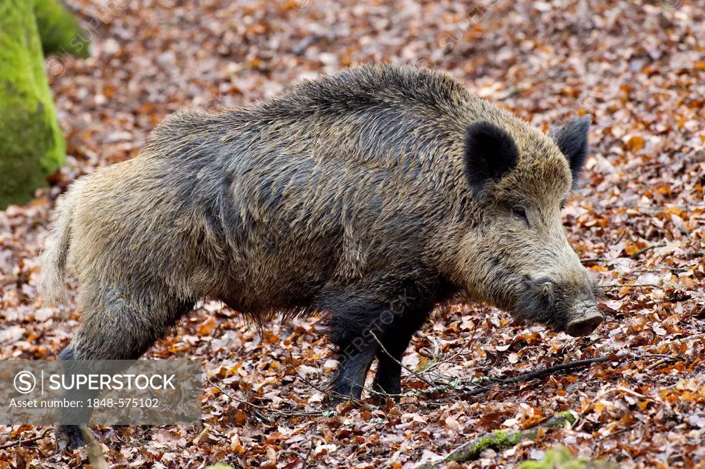 Wild Boar (Sus scrofa), tusker, Wildpark Vulkaneifel deer park, Rhineland-Palatinate, Germany, Europe
