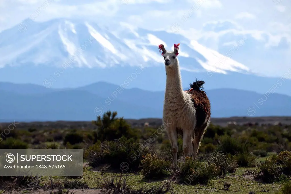 Llama or Lama (Lama glama) standing in front the snow-capped peaks of the high Andes, near Uyuni, Bolivian Altiplano, border triangle of Bolivia, Chil...