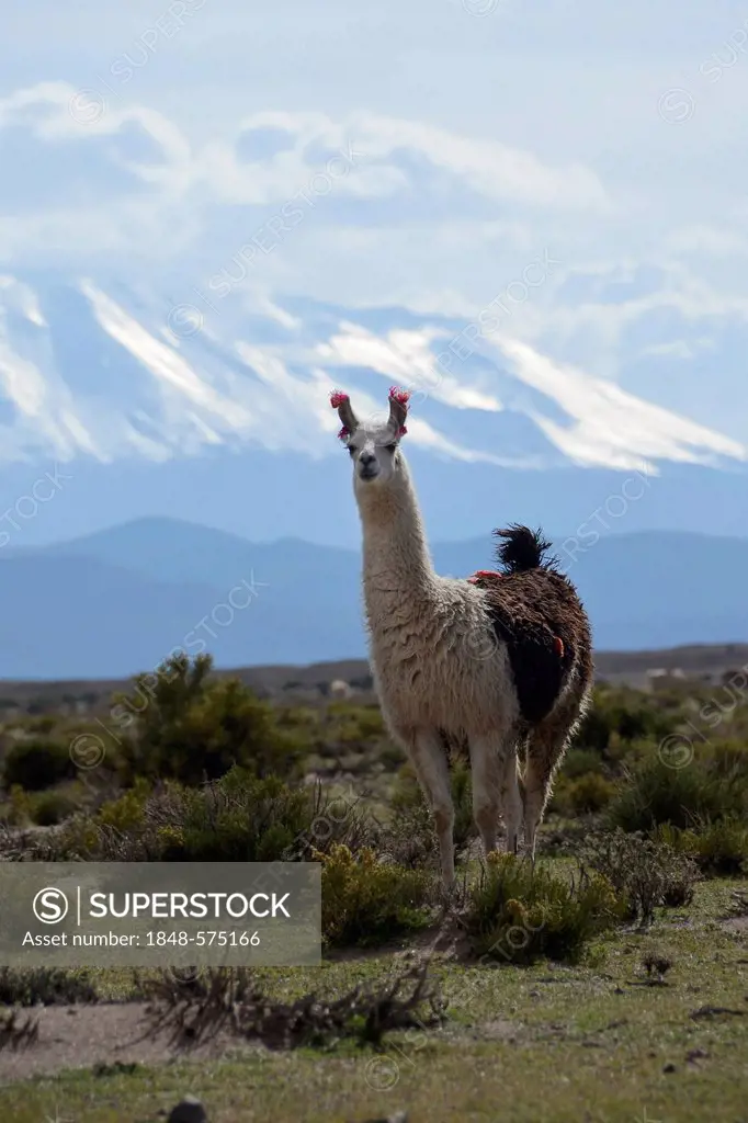 Llama or Lama (Lama glama) standing in front the snow-capped peaks of the high Andes, near Uyuni, Bolivian Altiplano, border triangle of Bolivia, Chil...