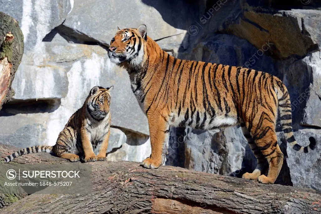 Indochinese Tiger or Corbett's Tiger (Panthera tigris corbetti), tigress and cub, Berlin Zoo, Germany, Europe