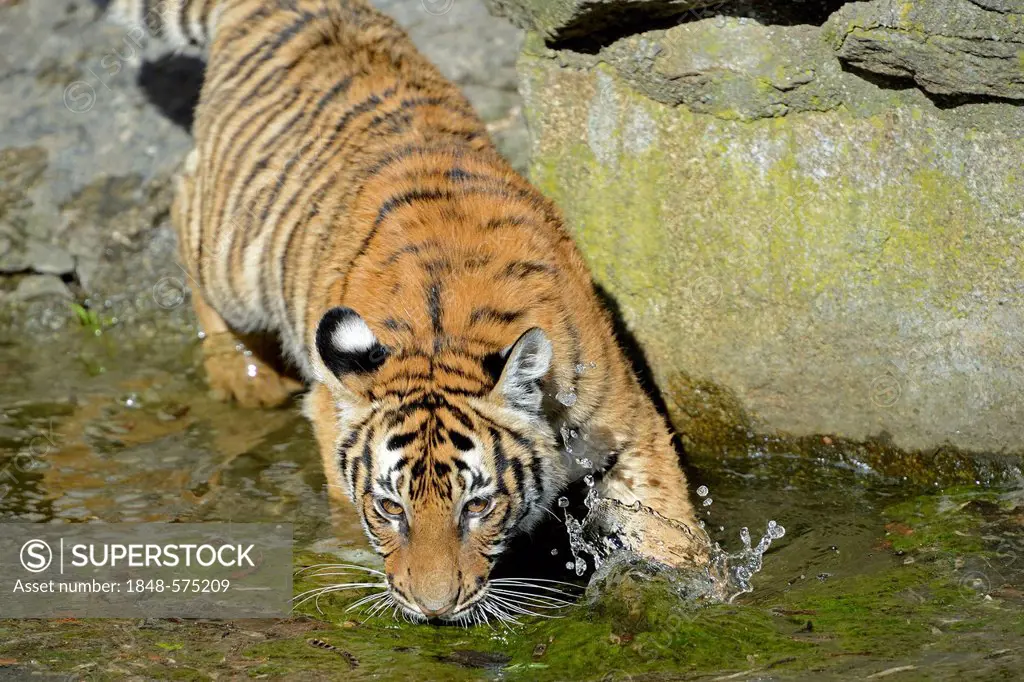 Indochinese Tiger or Corbett's Tiger (Panthera tigris corbetti), juveniles drinking at the edge of water, Berlin Zoo, Germany, Europe, captive