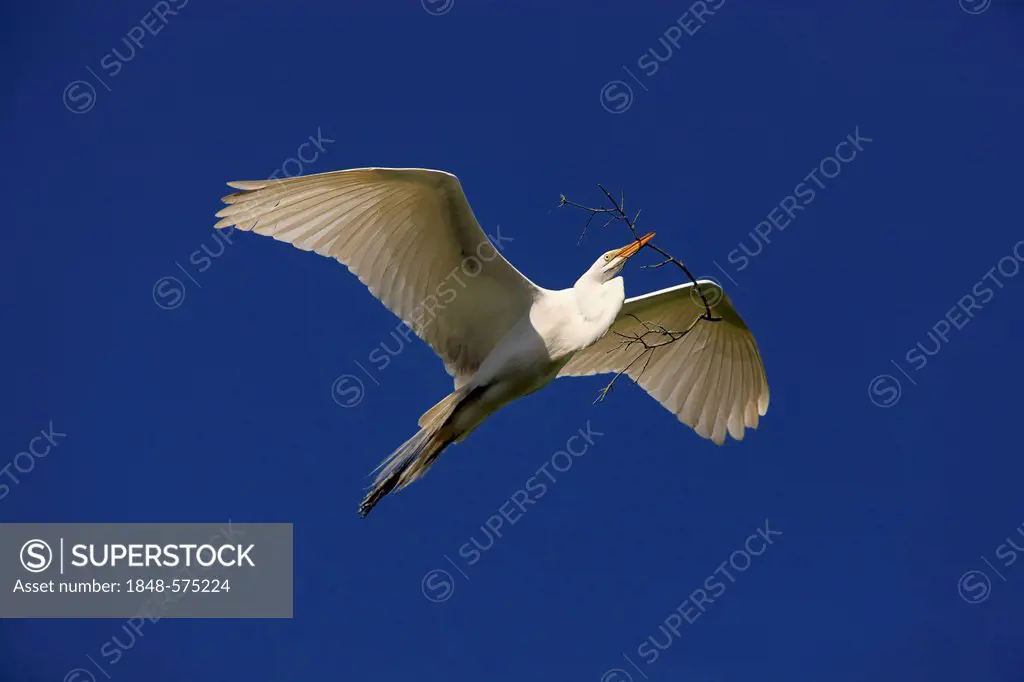 Great Egret (Egretta alba), adult, in flight with nesting material against blue sky, Florida, USA