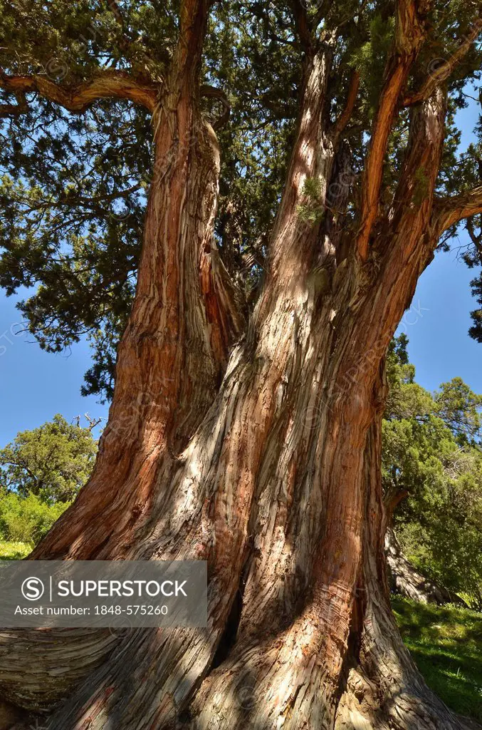 Juniper tree (Juniperus) in the centuries-old juniper forests near Reting Monastery, Tibet, Asia