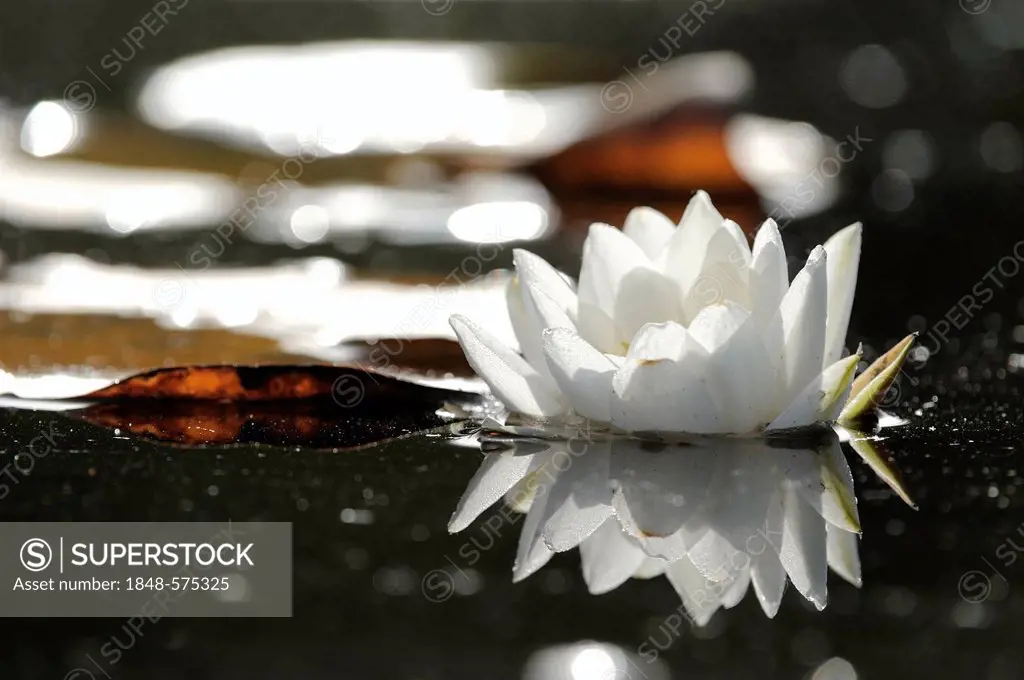 White Water Lily (Nymphaea alba), Danube wetlands, Donau Auen National Park, Lower Austria, Austria, Europe