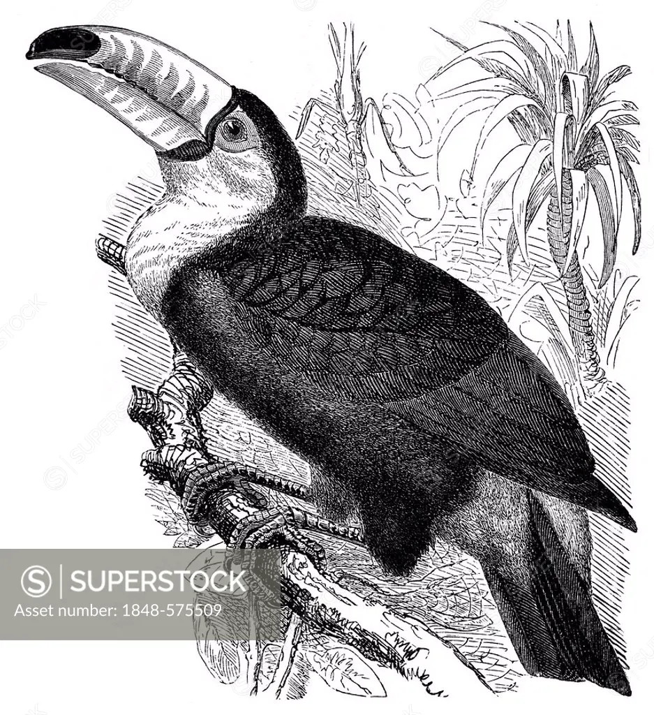 Historical graphic representation, Toucanet, toucan (Selenidera Culik), 19th Century, from Meyers Konversations-Lexikon encyclopaedia, 1889