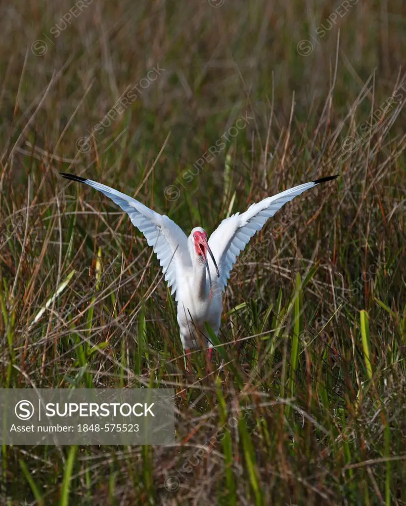 American White Ibis (Eudocimus albus), Anhinga Trail, Florida, USA