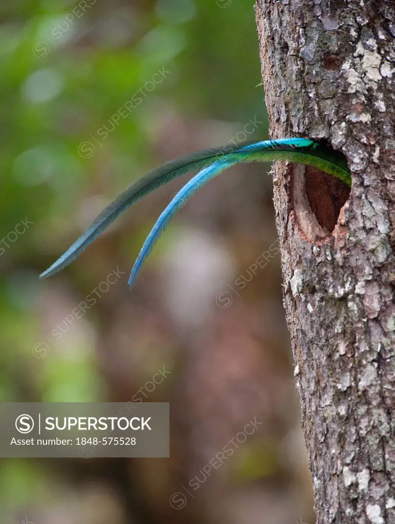 Resplendent Quetzal (Pharomachrus mocinno), male's tail sticking out of nest hole while brooding young, Central Highlands, Costa Rica, Central America