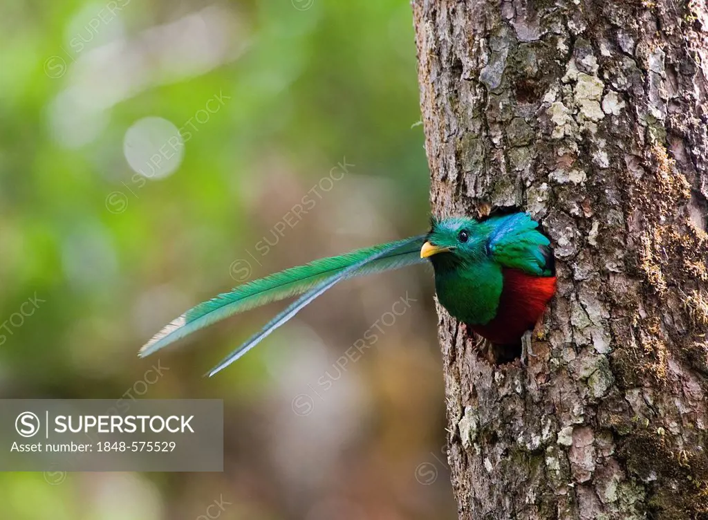 Resplendent Quetzal (Pharomachrus mocinno), male looking out of nest hole, Central Highlands, Costa Rica, Central America