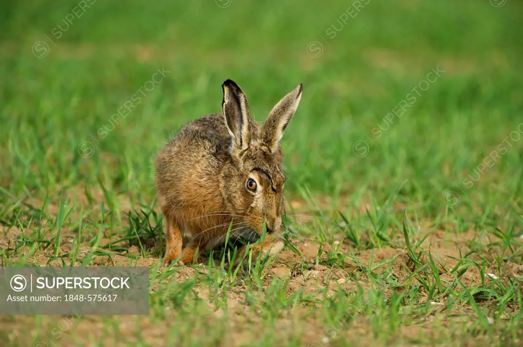 Brown Hare (Lepus europaeus), spring, Norfolk, England, United Kingdom, Europe
