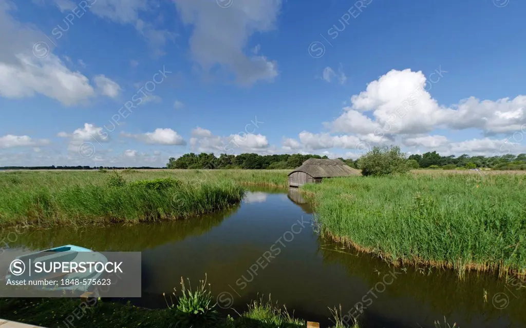 Hickling Broad National Nature Reserve, Norfolk, England, United Kingdom, Europe