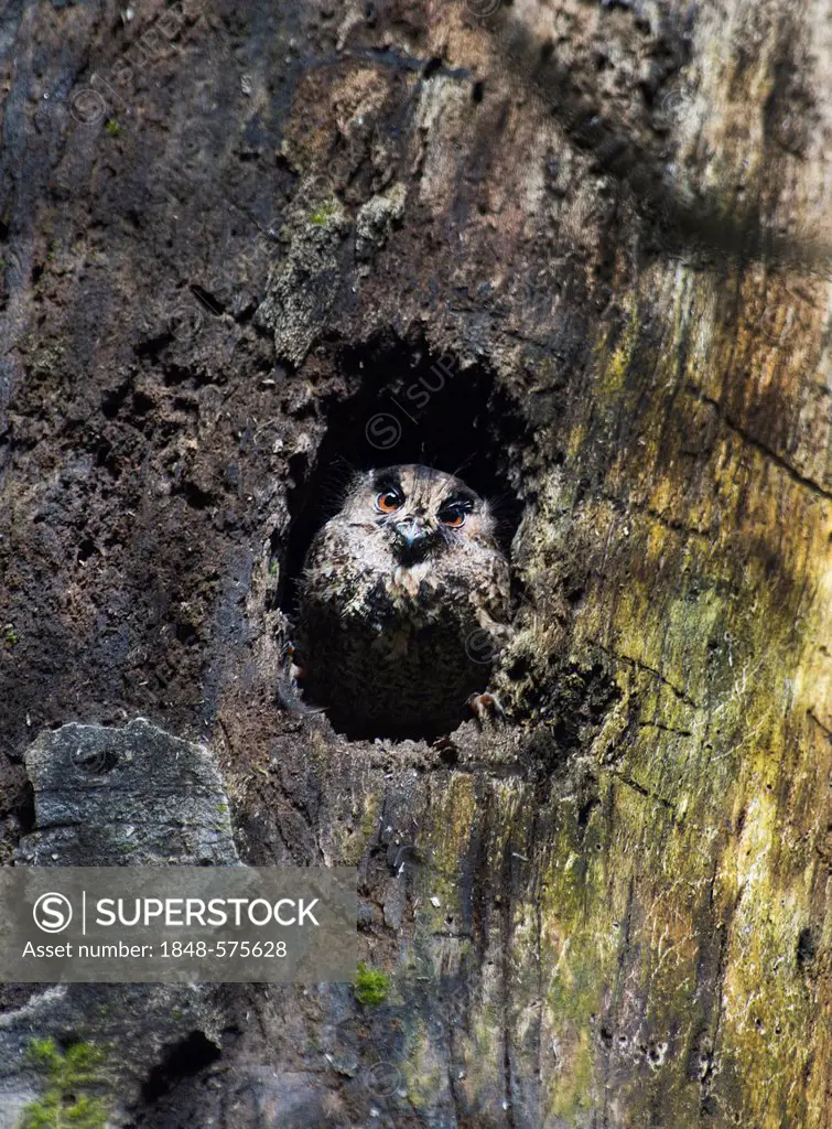 Feline Owlet-nightjar (Aegotheles insignis), Tari, Southern Highlands, Papua New Guinea, Oceania