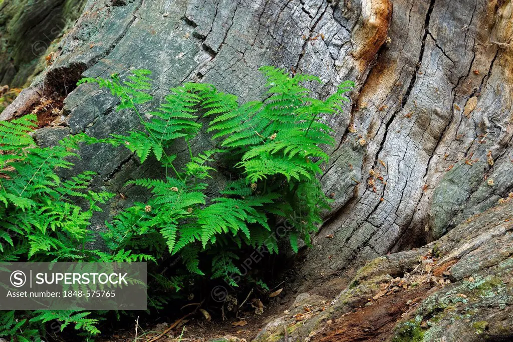 Lady-fern (Athyrium) growing between the moss-covered trunk of an old Beech (Fagus) tree, ancient forest of Sababurg, Hesse, Germany, Europe