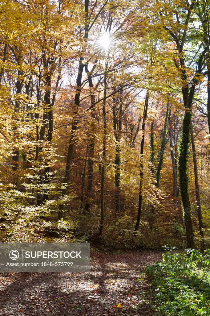 Sun rays in the autumnal woods, Bad Urach, Swabian Alb, Reutlingen district, Baden-Wuerttemberg, Germany, Europe
